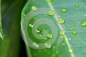 Water drops on green leaves. Drop of dew after the rain