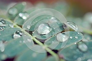 Water drops on green leaves. Drop of dew after the rain