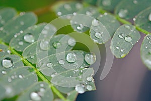 Water drops on green leaves. Drop of dew after the rain
