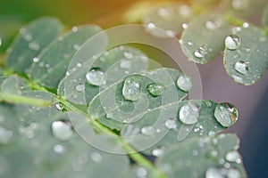 Water drops on green leaves. Drop of dew after the rain