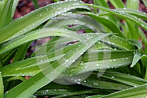 water drops on green leaves spring detail