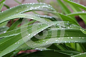 water drops on green leaves spring detail