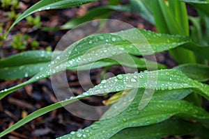 water drops on green leaves spring detail
