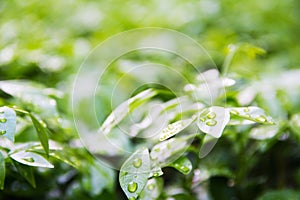 Water drops on green leaves