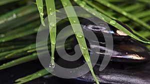 Water drops on green leaves and zen stones