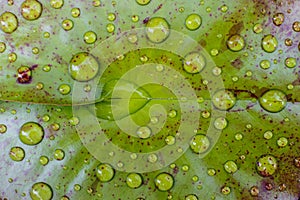 Water drops on green lotus leaf