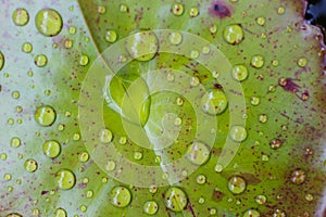 Water drops on green lotus leaf