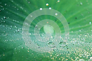 Water drops on green lotus leaf