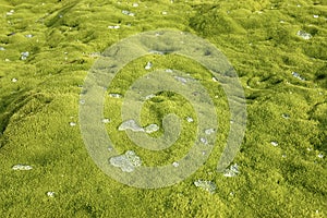 Water drops on green moss.