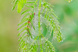 Water drops on the green nature