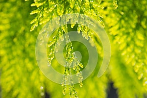 Water drops on green tree.