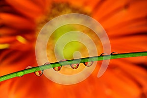Water drops on a green twig of a plant. The drops reflect orange flowers of the gerbera. Focus on water drops, the flower in the b