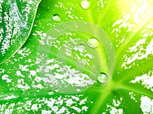 Water drops on green and white mottled leaves Orange light copy space for rainy season background design to display your products