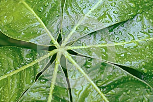 Water drops on greenleaves fresh spring nature background