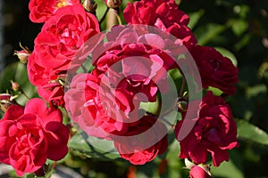 Water drops and a group of red flowers in the garden in midsummer, in a sunny day. Green landscape