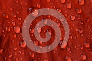 Water drops on Hibiscus flower petals macro shot