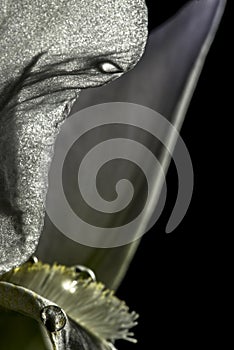 Water drops on iris flower