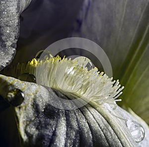 Water drops on iris pistils and petals