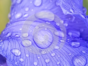 Water drops on iris