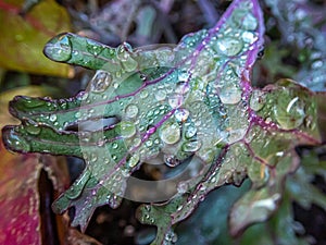 Water drops on kale leaves in autumn