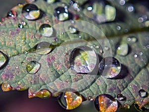 Water drops on kale leaves in autumn