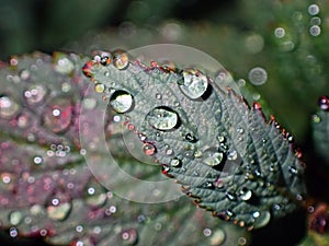 Water drops on kale leaves in autumn