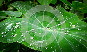 Water drops on large leaf. Humidity and rainforest concept
