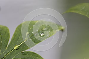 Water drops on leaf