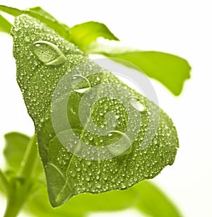 Water drops on leaf.