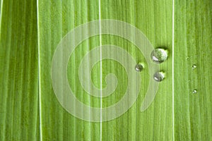 Water drops on a leaf