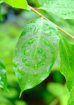 Water drops on a leaf