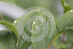 Water drops on leaf 4