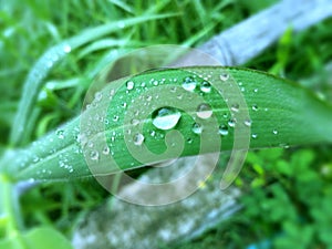 water drops on leaf