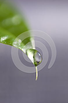 Water drops on leaf