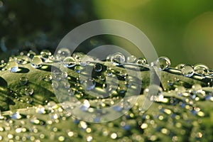 Water drops leaf background