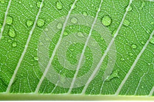 Water drops on leaf closeup