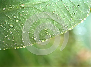 water drops on leaf in garden with soft focus and blurred background, green nature leave, dew on plants, droplets