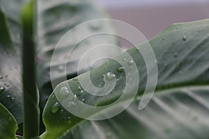 Water drops on leaf