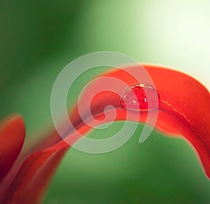 Water drops, leaf and plant in nature, environment or outdoor on a green background in summer. Flower petal, droplet and