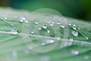 Water drops on a leaf after the rain