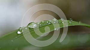 Water drops on leaf with texture details.