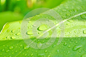 Water drops leaf Water drops on green leaf