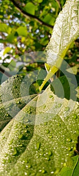 Water drops on Leafe beauty of nature