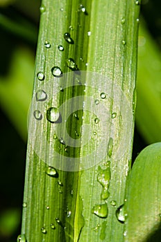 Water drops on the leaves