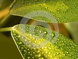 Water drops on leaves