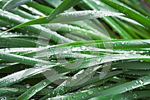 Water drops on Leaves