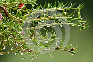 Water drops on leaves of branches and stems