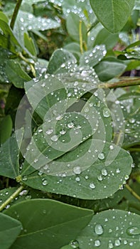 Water drops on leaves in the garden