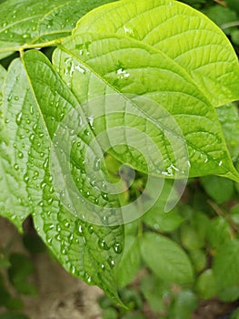 Water drops on the leaves in the garden.