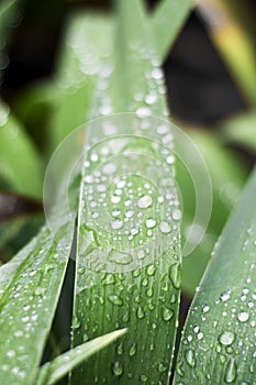 water drops on the leaves of the iris after the rain
